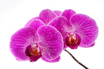 Naklejka na ściany i meble Beautiful purple Phalaenopsis orchid flowers with water drops, isolated on white background