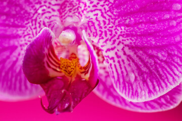 Purple orchid flower phalaenopsis, with water drops phalaenopsis or falah on a pink background.