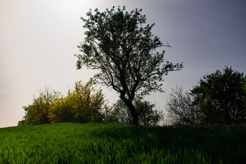 Obraz premium tree in the field