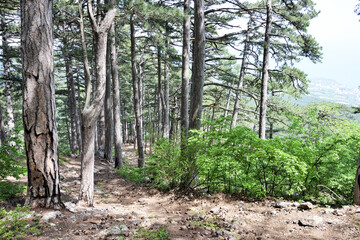 Century pines forest near mount Ai-Petri, Yalta region, Crimea, Russia