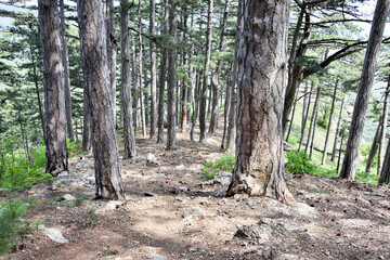 Century pines forest near mount Ai-Petri, Yalta region, Crimea, Russia