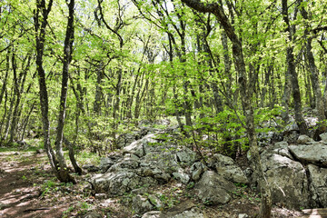 Fairy forest on mount AI-Petri