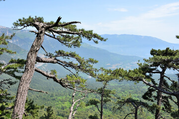Fototapeta premium Century pines forest near mount Ai-Petri, Yalta region, Crimea, Russia