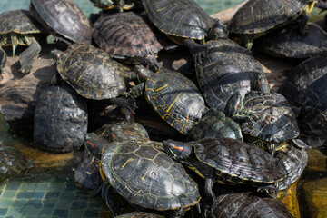 sea turtle swimming in the pool