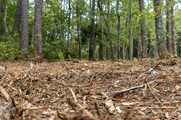 Forest clear cut for development