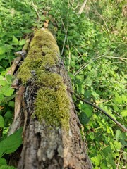 moss on tree