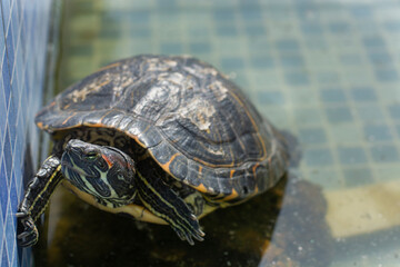 sea turtle swimming in the pool