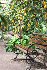 ripe lemons on tree branches. trees with ripe lemon fruits in a greenhouse