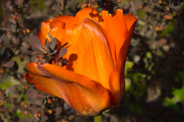 Tulipan w berberysie 