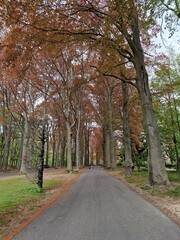Naklejka premium autumn in the park