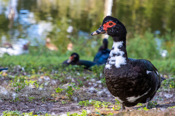 Muscovy duck on a farm