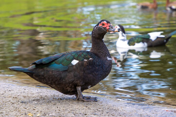 Fototapeta premium Muscovy duck in pond