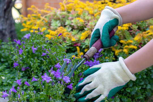 Close-up of the hands of a gardener using gardening tools to take care of her bluebells