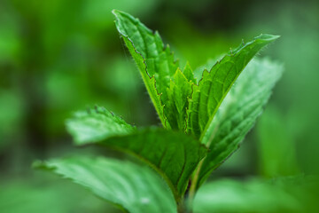Fresh leaves green mint close up. Plant grow background.
