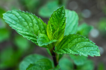 Fresh leaves green mint close up. Plant grow background.
