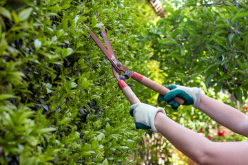 Gardener trimming the hedges on the garden fence