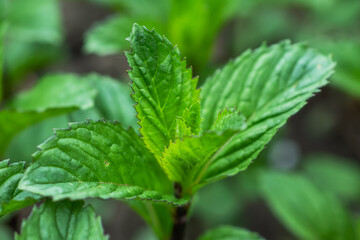 Fresh leaves green mint close up. Plant grow background.