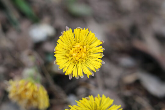Yellow coltsfoot aka tussilago farfara (fin: leskenlehti) flowers photographed in Finland during the first spring days. Small flowers with brown neutral soft soil in the background. Closeup color imag