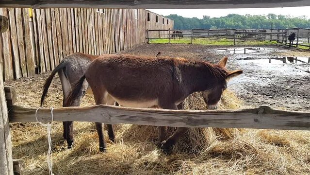 Donkeys on the farm. Beautiful donkeys on the farm. Donkeys behind a hedge on a farm