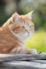 Naklejka na ściany i meble portrait of cute ginger cat outdoors, face pet, fluffy cheeks