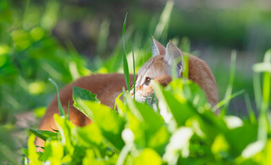 beautiful red cat walking in spring garden among the green grass, pet in the yard