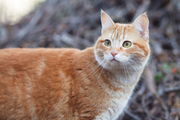 beautiful ginger cat hunting in the yard, pet walking in spring nature