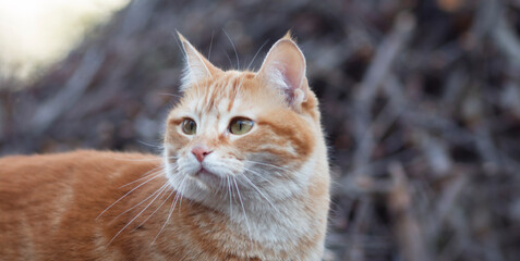 beautiful ginger cat hunting in the yard, pet walking in spring nature