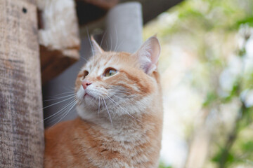 cute ginger cat peeks out of a wooden shed in a spring garden, pet walks in nature