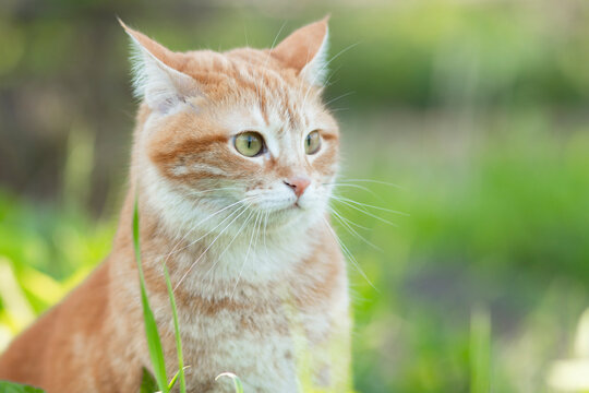red confused cat walking on spring nature, funny alarmed pet in green garden grass