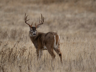 Boone & Crockett class Whitetail buck in grassland prairie habitat