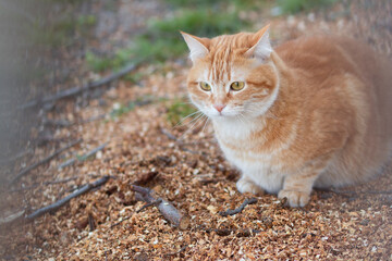 red cat with white stripes sits on sawdust in rural yard, pet life in village