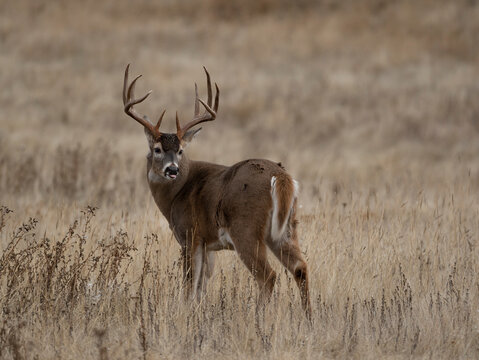 Boone & Crockett class Whitetail buck in grassland prairie habitat