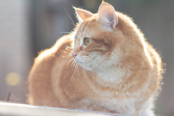 soft portrait of red cat sitting on the roof in sunlight