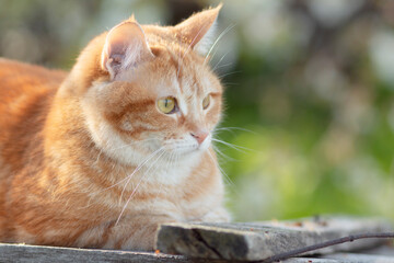cute red cat lying on wooden roof in sunlight, pet resting on spring nature