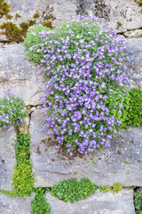 Aubrieta columnae ssp croatica blühend an einer Trockenmauer