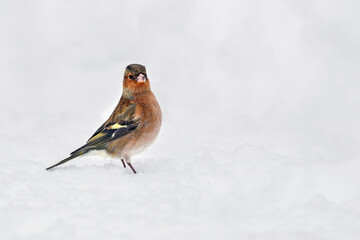 Common chaffinch on snow