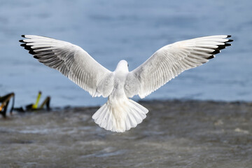 Black-headed gull backplane in full swing