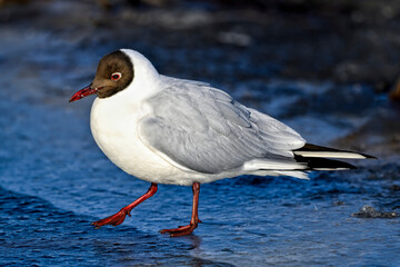 Black-headed gull balancing on the ice
