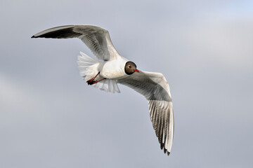 Black-headed gull in full swing