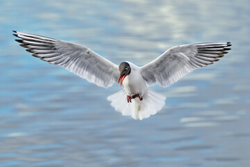 Black-headed Gull; Stand clear, I'm coming in...
