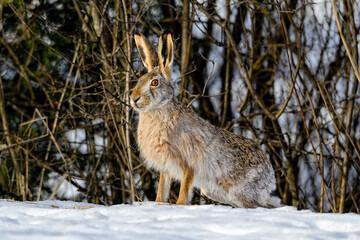 Hare in winter color on the snow