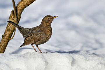 Blackbird on snow in winter