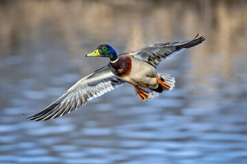 Mallard in flight