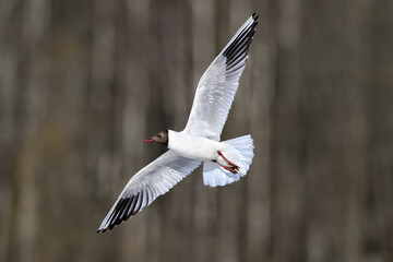 Black-headed gull in full swing