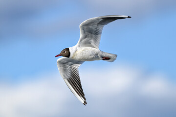 Black-headed gull in full swing