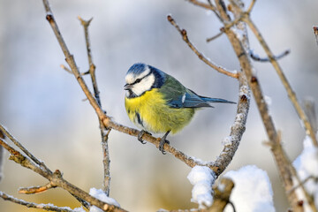 Eurasian blue tit in winter