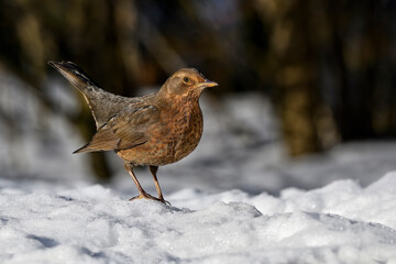 Blackbird on snow in winter