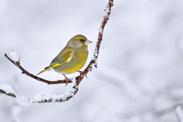 Greenfinch in winter conditions