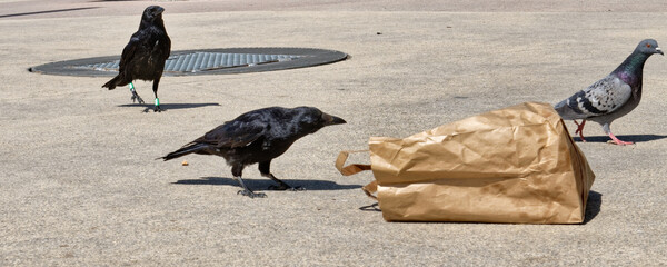 Corneille noire - Corvus corone  - Paris - Parc Nelson Mandela - Consommation de détritus laissé...