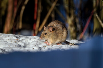 Rat is warming up in the cold winter morning.